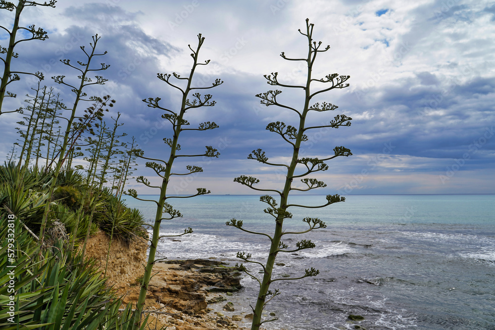 Sea coast with tropical plants, Sicily, Italy