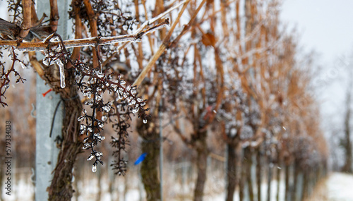 Weinreben Winter