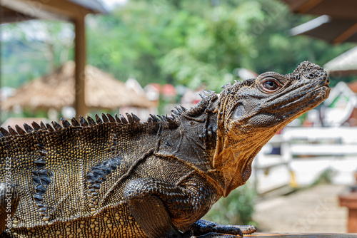 philippine sailfin lizard placed on the table by the owner at a tourist park photo