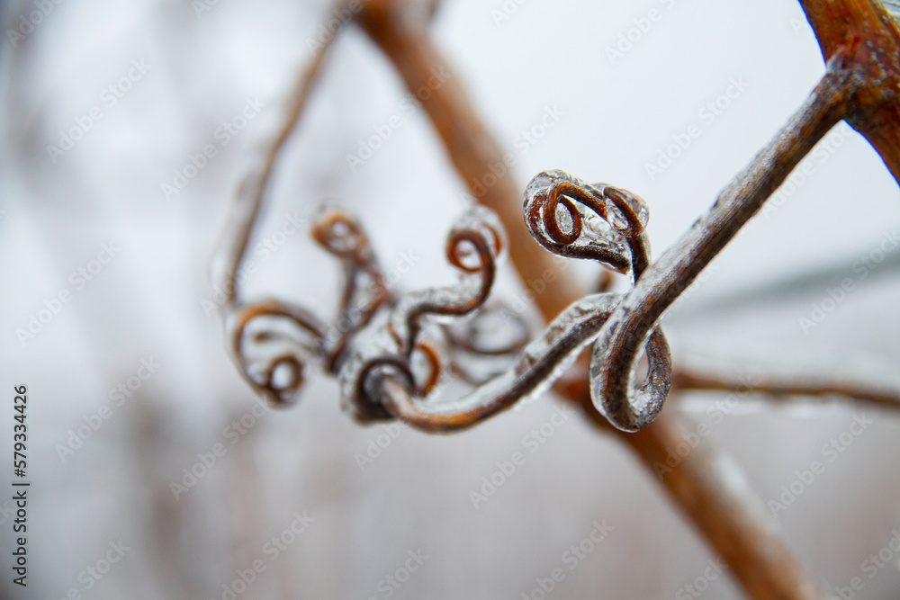 Obraz premium Weinreben Winter