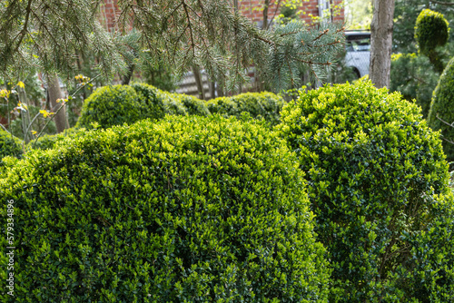 Bushes of Boxwood Buxus sempervirens or European box. Bright shiny young green foliage of Boxwood Buxus sempervirens on a blurred green background. Close-up. Selective focus. Backdrop for nature theme