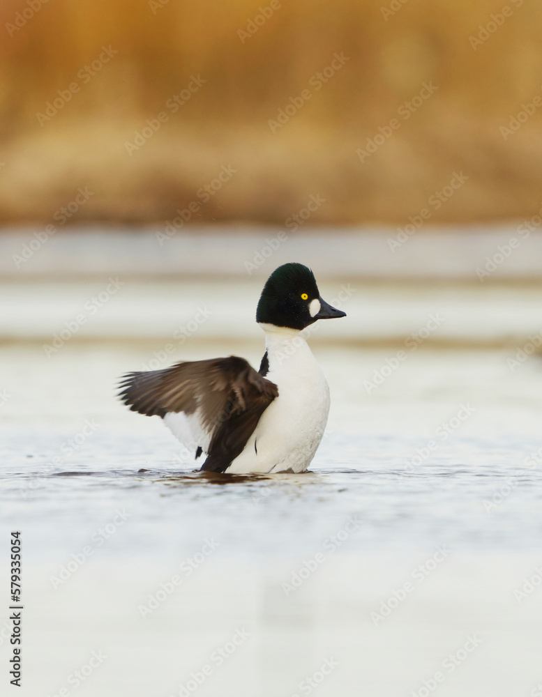 Common goldeneye (Bucephala clangula) male wing flap in the river in spring.
Common goldeneye (Bucephala clangula) male wing flap in the river in spring.