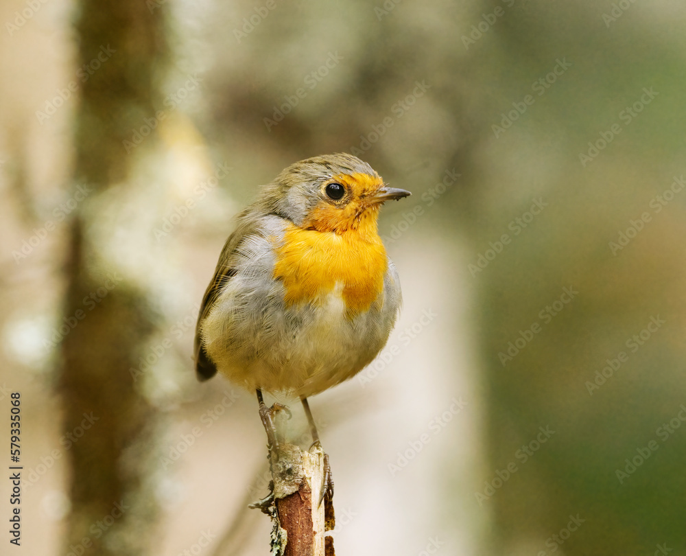 European robin (erithacus rubecula) sitting on a branch in the forest in fall.
