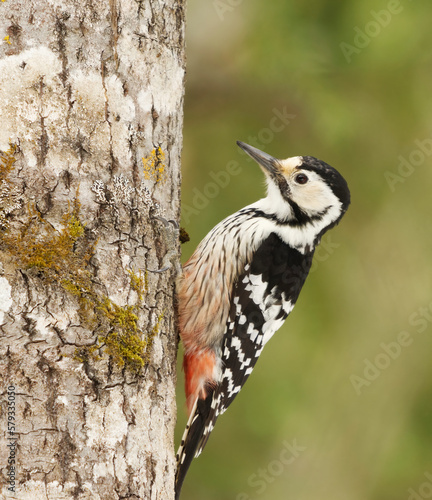 White-backed woodpecker (Dendrocopos leucotos) feamle in the forest searching for food in early spring. 