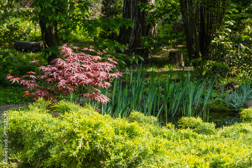 Young red leaves on blurred background of evergreens. Japanese maple Acer palmatum Atropurpureum on bank of beautiful garden pond. Selective focus. Spring landscape, nature background concept.