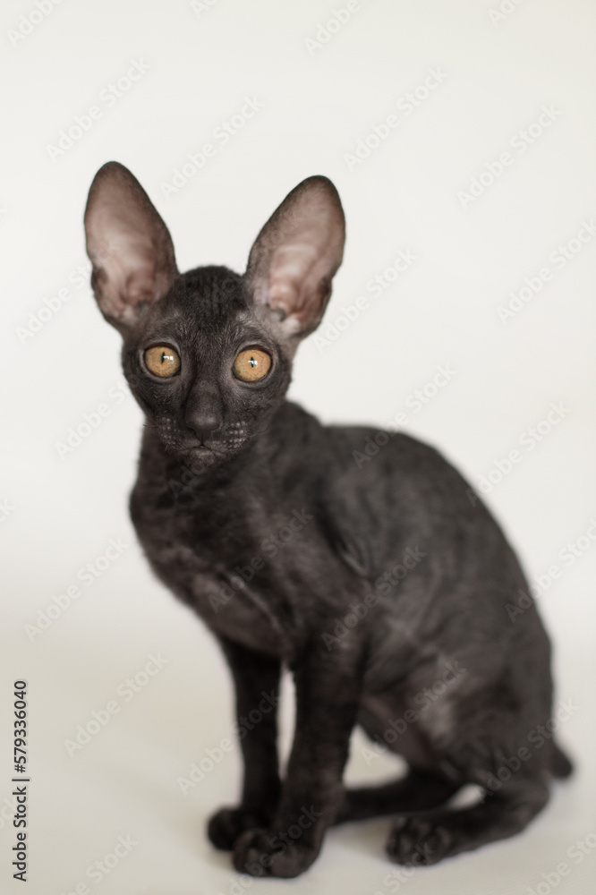 young cornish rex kitten portrait on white and grey background