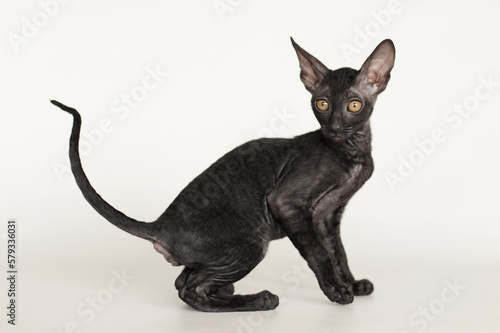 Fotografie young cornish rex kitten portrait on white and grey background