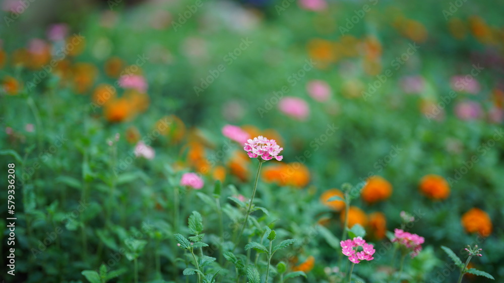 The beautiful flowers blooming in the garden in summer The beautiful flowers blooming in the garden in summer