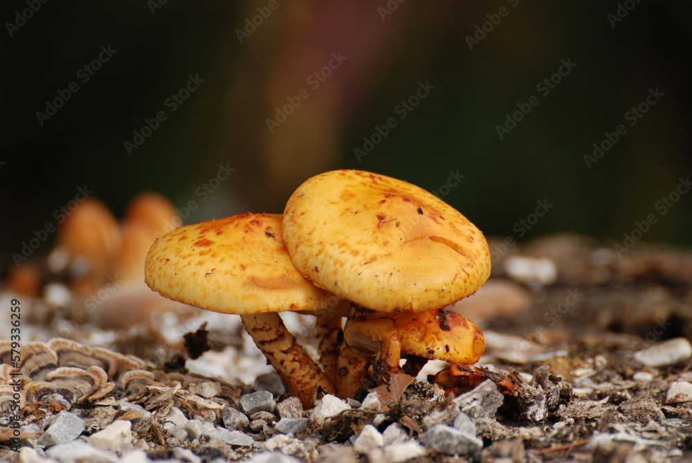 Closeup shot of orange-brown mushrooms on a tree stump in the Berchtesgadener Land in Bayer, Germany Closeup shot of orange-brown mushrooms on a tree stump in the Berchtesgadener Land in Bayer, Germany