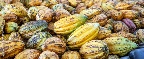 Yellow ripe Cacao pods cocoa fruit organic chocolate farm, cocoa pods background