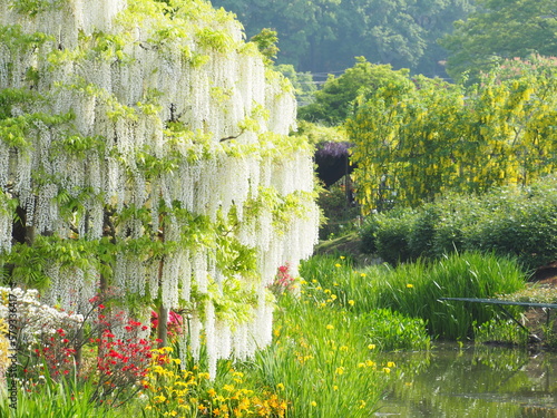 春のあしかがフラワーパーク, Ashikaga flower park