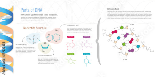 Parts of DNA, nucleotide structure and its main elements, nitrogenous bases, pentose and phosphate groups, on white background.