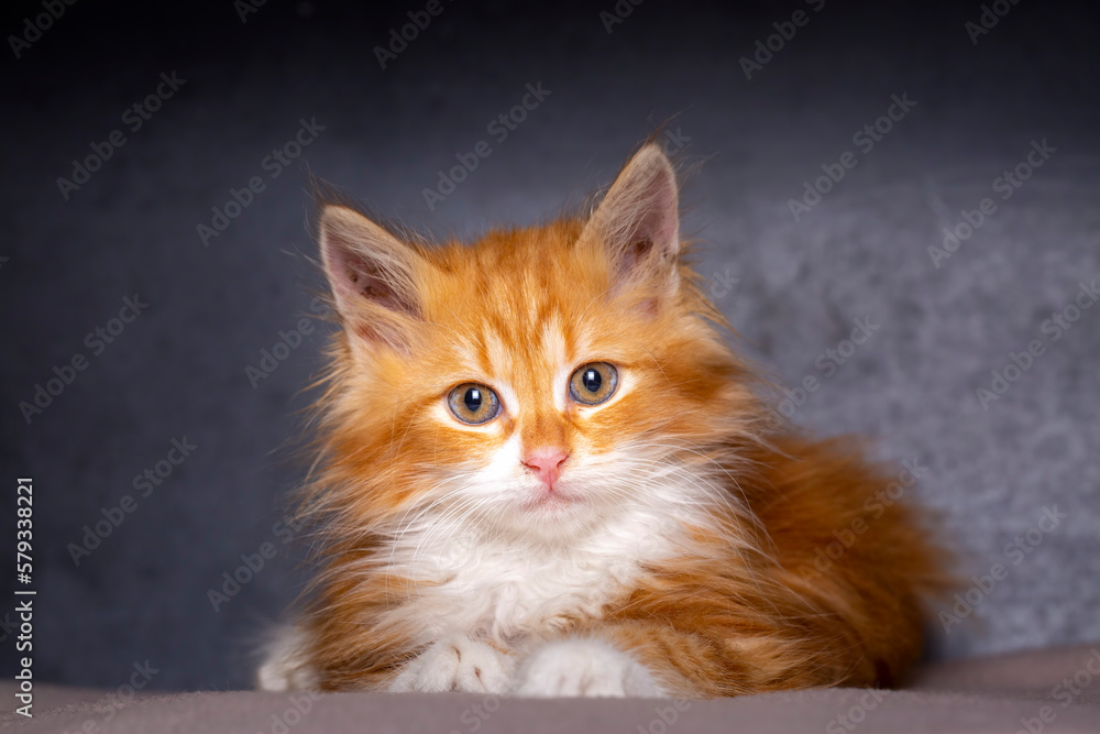 Cute kitten in orange color, Maine Coon kitten