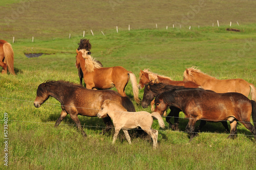 Beautiful view of a herd of horses in a big field in Iceland