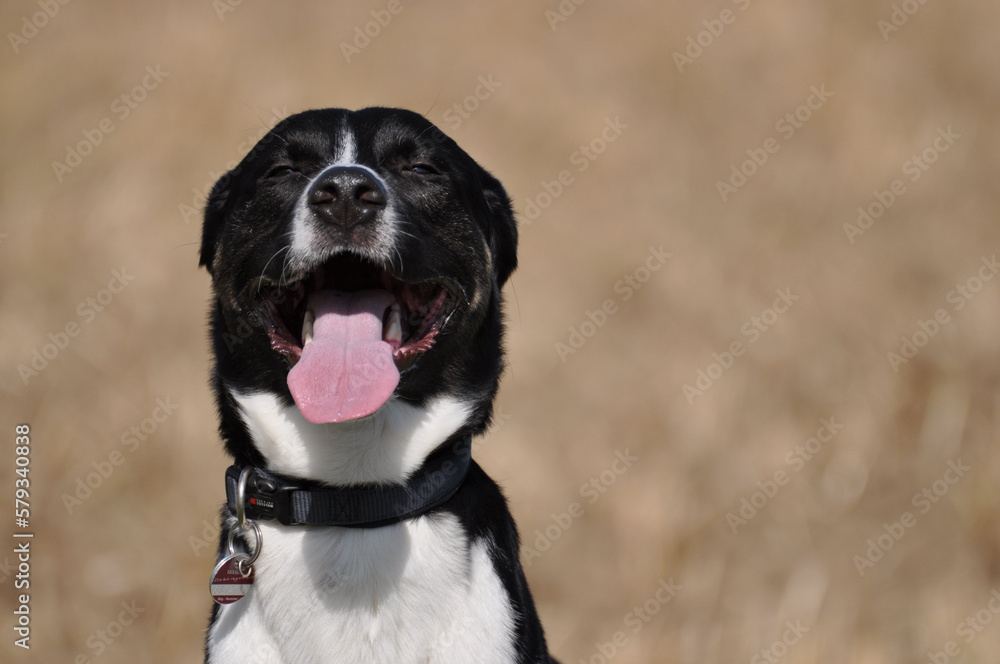 Mixed-breed dog with black and white fur smiles at the camera