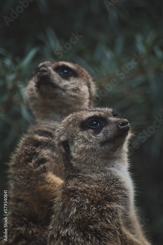 Vertical shot of two adorable meerkats on a branch in a zoo