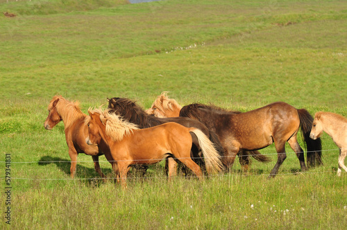 Beautiful view of a herd of horses in a big field in Iceland