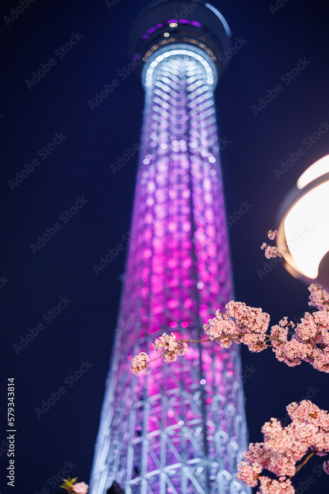 東京スカイツリー　河津桜のライトアップ