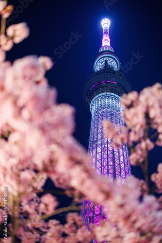 東京スカイツリー　河津桜のライトアップ