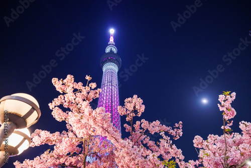 東京スカイツリー　河津桜のライトアップ
