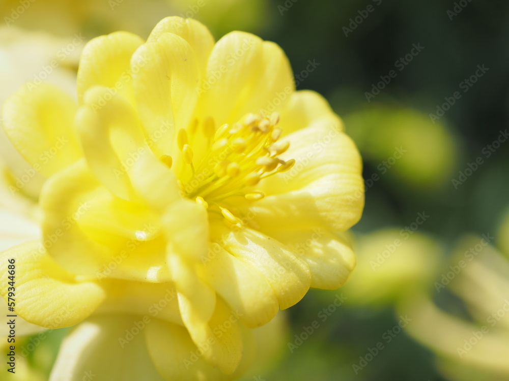 黄色い花, Yellow Flower 黄色い花, Yellow Flower