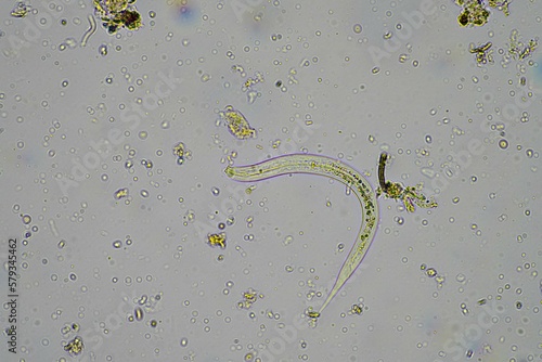 soil microorganisms including nematode  microarthropods  micro arthropod  tardigrade  and rotifers a soil sample  soil fungus and bacteria on a regenerative farm in compost under the microscope.