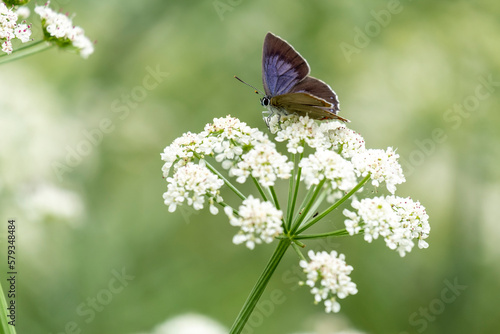 A lovely purple oak butterfly resting on a flower of the pimpinella anisum. Quercusia quercus butterfly photo