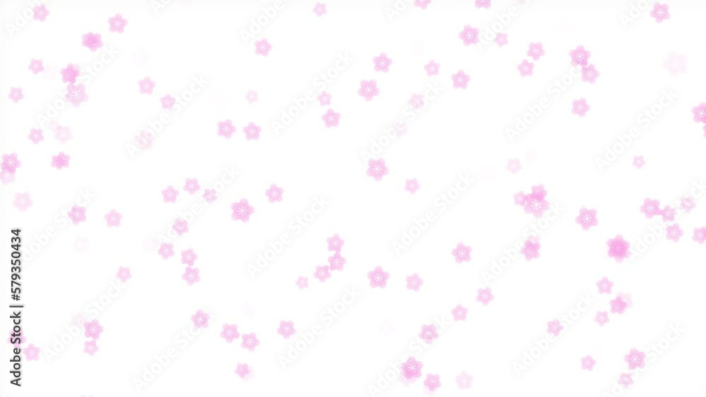 cherry blossom loop background material cherry blossom loop background material