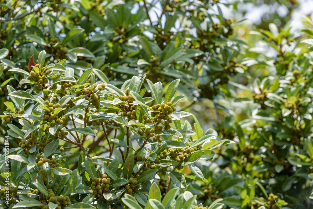 Young fruit of Japanese bayberry, on the tree