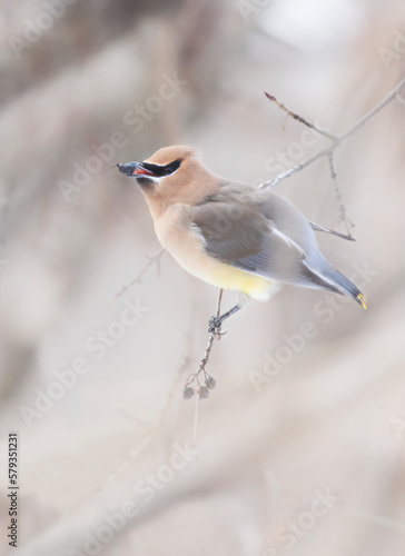 A lone Cedar Waxwing perched on a branch eating a berry in a Canadian winter
