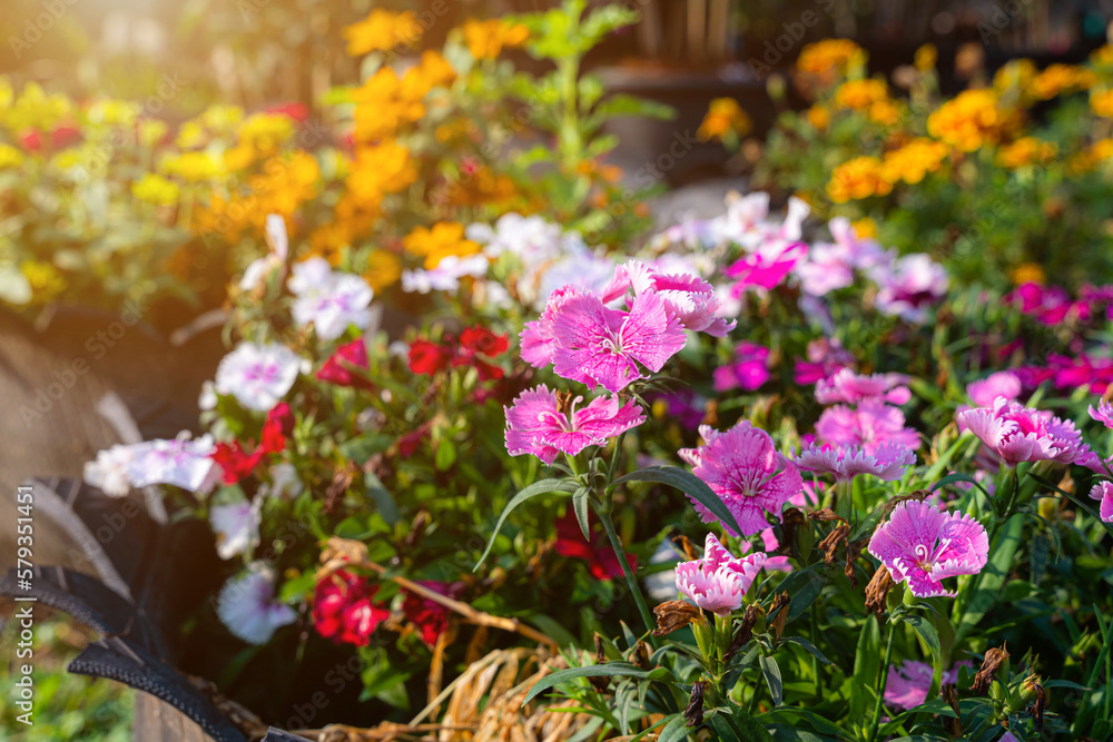 Beautiful Zinnia (Zinnia violacea Cav.) flowers arrangement ornamental plants in pots with spring or summer flowers garden outdoors,Home gardening concept Beautiful Zinnia (Zinnia violacea Cav.) flowers arrangement ornamental plants in pots with spring or summer flowers garden outdoors,Home gardening concept