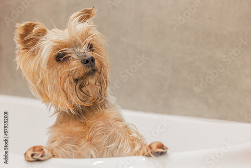 The Yorkshire Terrier washes in the bathroom after a walk, takes care of himself and smiles. Cute and funny dog. Portrait of a fluffy dog in close-up. 