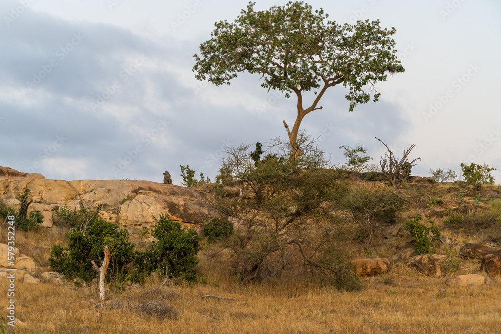 blue sky over the savannah of Africa