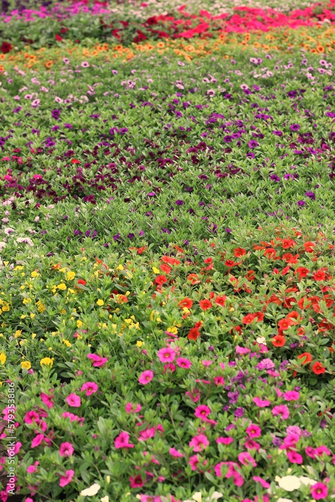 red and yellow flowers red and yellow flowers