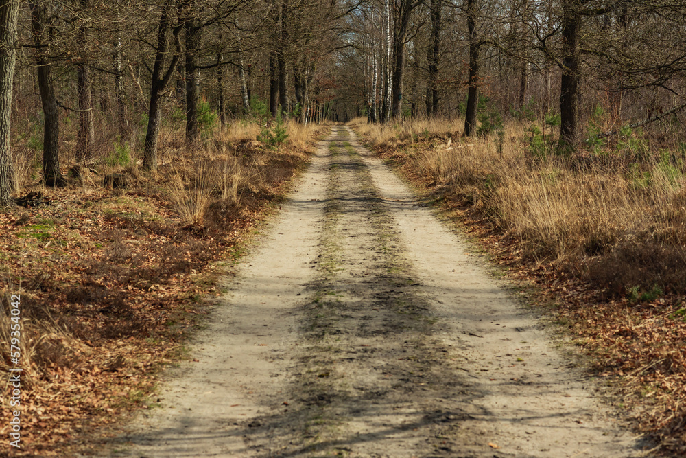 Dirt road in forest with bare trees. Dirt road in forest with bare trees.