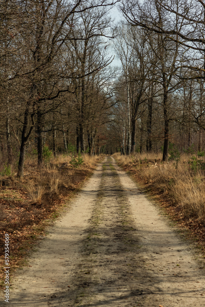 Fototapeta premium Dirt road in forest with bare trees.