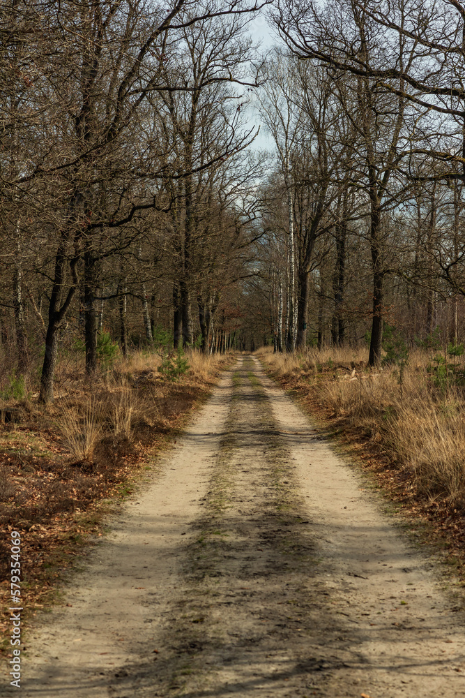 Dirt road in forest with bare trees.