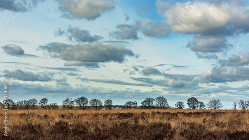 Heath landscape with bare trees on horizon under a cloudy sky.