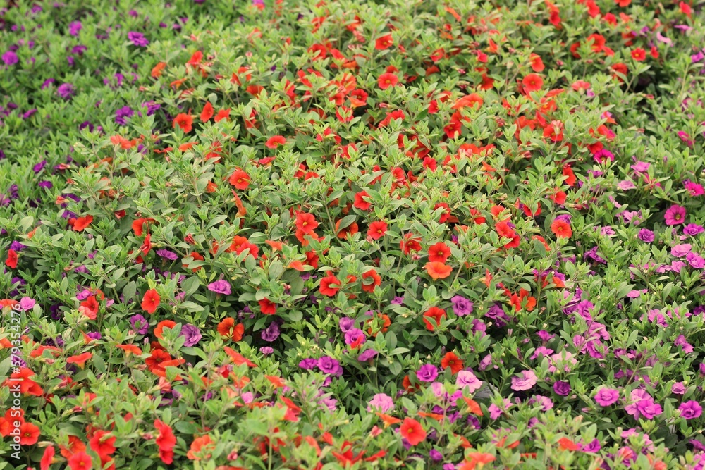 Red flowers growing in the fields.