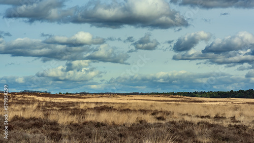 Heath landscape under a blue cloudy sky.
