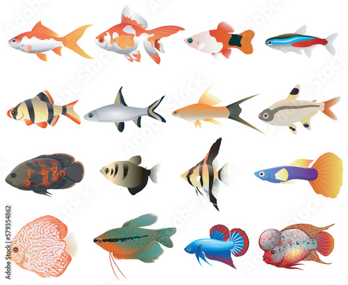 Isolated river fish. Set of freshwater aquarium cartoon fishes. varieties of ornamental popular color fish. Flat design fish. Vector illustration