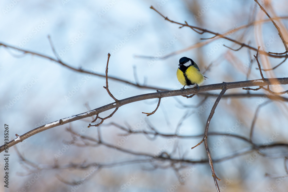 Bogatka zwyczajna, sikora bogatka (Parus major) mały żółto czarny ptak siedzący na gałęzi (2). - obrazy, fototapety, plakaty 