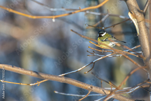Bogatka zwyczajna, sikora bogatka (Parus major) mały żółto czarny ptak siedzący na gałęzi (4).