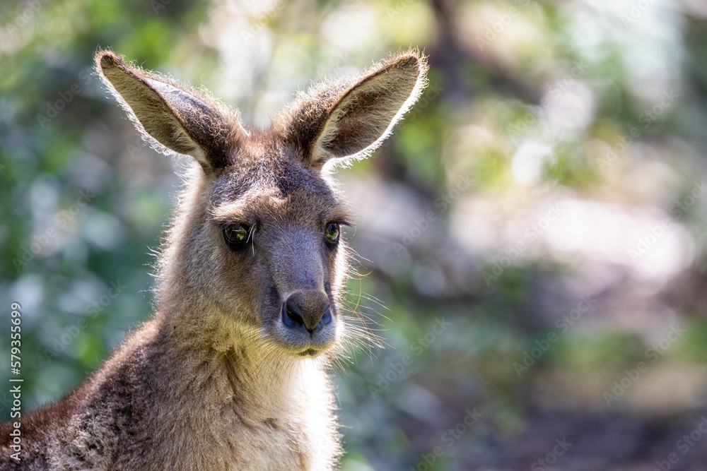 Forester kangaroo, Macropus giganteus, also known as the eastern grey or great grey kangaroo. Close up portrait with sunlit boken background and space for text. Tasmania. Forester kangaroo, Macropus giganteus, also known as the eastern grey or great grey kangaroo. Close up portrait with sunlit boken background and space for text. Tasmania.