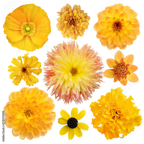 Various Selection of yellow flowers Isolated on white background. Set of dahlia, daisy, Chrysanthemum, Marigold, poppies