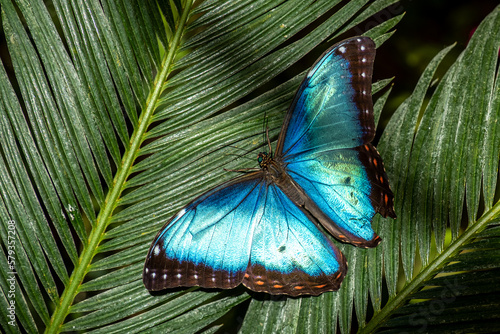 Blauer Morphofalter