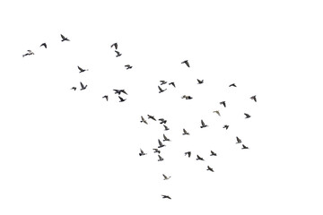 Flocks of  flying pigeons isolated on white background. Save with clipping path. 