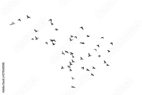 Fotografiet Flocks of  flying pigeons isolated on white background