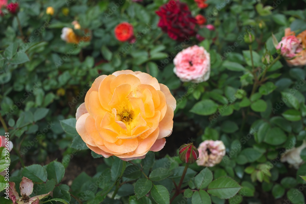 a garden rose, flower in the garden of roses. a garden rose, flower in the garden of roses.