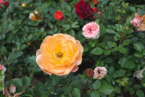 a garden rose  flower in the garden of roses.